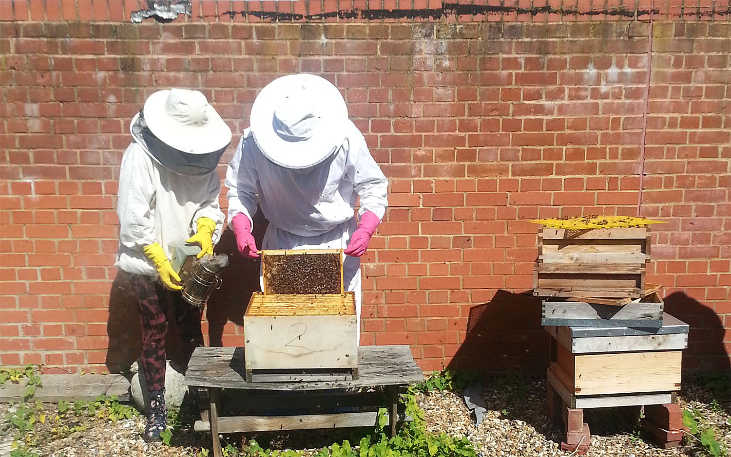 Kairos honey harvest1b Kairos honey