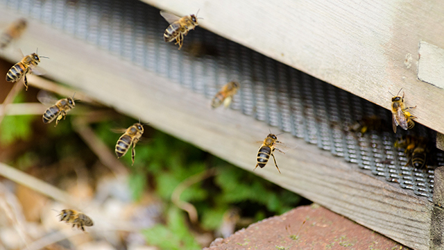 Kairos bees G-Rd Kairos Community Trust bees